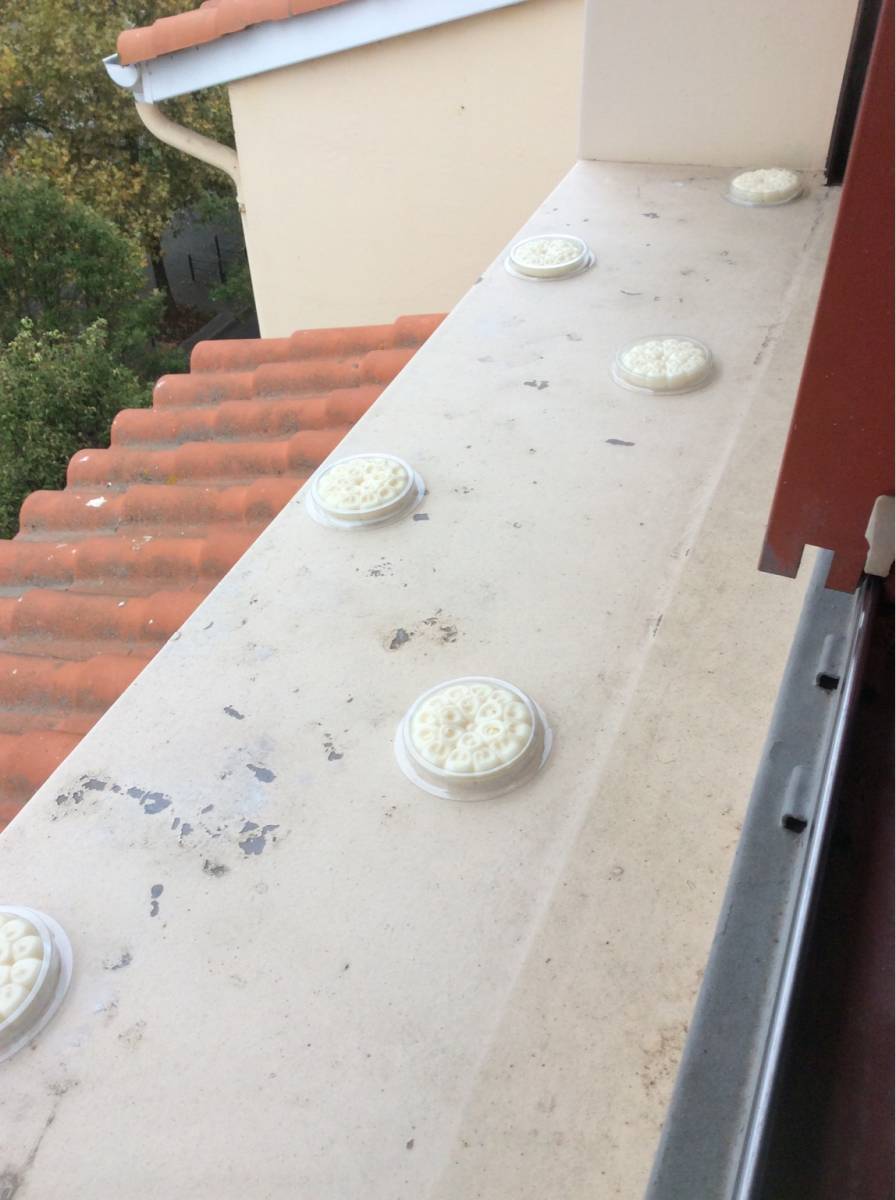 coupelles de gel répulsif perturbant les sens des pigeons à Toulouse en Haute Garonne