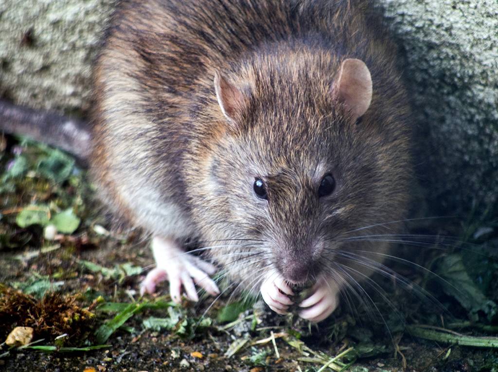 Traitement contre les rats et les souris sans produit chimique à Toulouse
