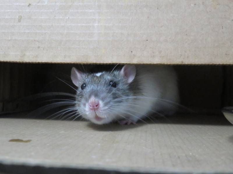 Comment se débarrasser des rats le plus naturellement possible?