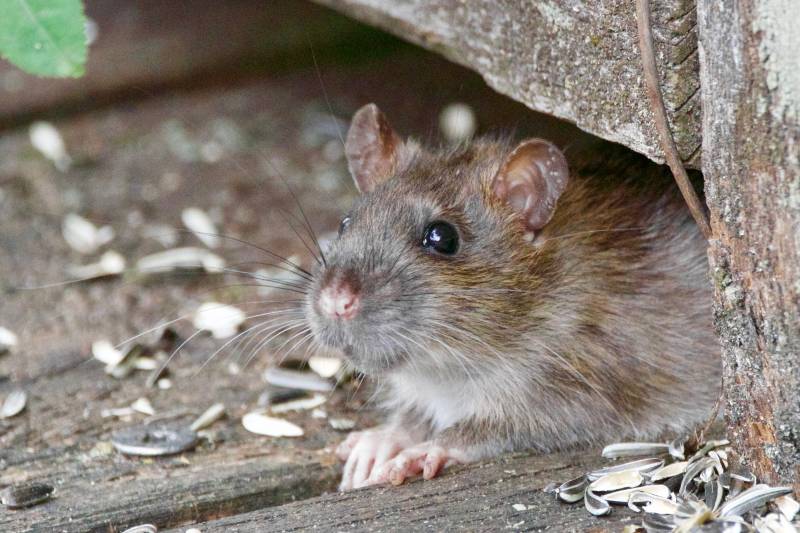 Les rats peuvent s'inviter à Toulouse, tout savoir sur le rat